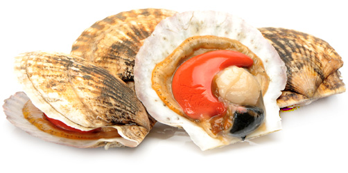 scallops.jpg